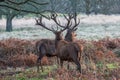 Portrait of majestic red deers stag in Autumn Fall. Royalty Free Stock Photo