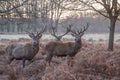 Portrait of majestic red deers stag in Autumn Fall. Royalty Free Stock Photo