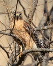 Portrait of majestic red-tailed hawk resting on a tree branch Royalty Free Stock Photo