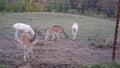 Portrait of majestic red and white deers babies in Autumn Fall