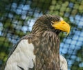 Portrait of majestic steller sea eagle haliaeetus pelagicus in the aviary Royalty Free Stock Photo