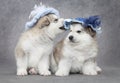 Portrait of malamute puppies Royalty Free Stock Photo