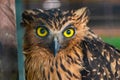 Portrait of Malay fish owl (Ketupa ketupu) in the cage at zoo at Miri. Borneo.Sarawak.