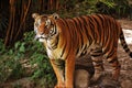 Portrait of a Malayan Tiger Royalty Free Stock Photo