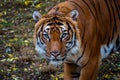 Portrait of Malayan tiger Royalty Free Stock Photo