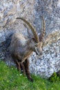 Portrait male adult alpine ibex capricorn standing, rock, meadow Royalty Free Stock Photo