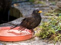 Portrait of male adult common blackbird, Turdus merula, sitting