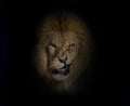 Portrait of a Male adult lion making a face looking at the camera, on black Royalty Free Stock Photo