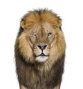 Portrait of a Male adult lion Winking at the camera, Panthera leo, isolated on white