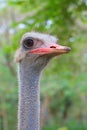 Portrait of a Male African Ostrich 2