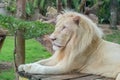 Portrait of male African white lion in safari Royalty Free Stock Photo