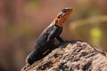 A portrait of Male Agama Lizard on a volcanic rock in Nakuru County, Kenya