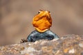 A portrait of Male Agama Lizard on a volcanic rock in Nakuru County, Kenya