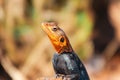 A portrait of Male Agama Lizard on a volcanic rock in Nakuru County, Kenya