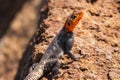 A portrait of Male Agama Lizard on a volcanic rock in Nakuru County, Kenya