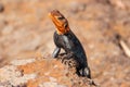 A portrait of Male Agama Lizard on a volcanic rock in Nakuru County, Kenya