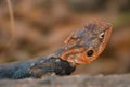 A portrait of Male Agama Lizard on a volcanic rock in Nakuru County, Kenya