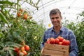 Portrait of male agronomist working in greenhouse holding tomatoes Royalty Free Stock Photo