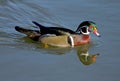 Portrait of male American Wood duck, Aix sponsa Royalty Free Stock Photo