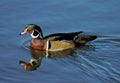 Portrait of male American Wood duck, Aix sponsa Royalty Free Stock Photo