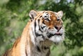 Close up of an Amur Tiger poking his tongue out