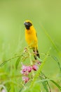 Portrait of Male Asian golden weaver(Ploceus hypoxanthus) Royalty Free Stock Photo