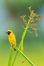 Portrait of Male Asian golden weaver