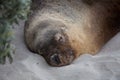 Portrait of male Australian sea lion, Neophoca cinerea, sleeping on the beach at Seal Bay, Kangaroo Island, South Australia Royalty Free Stock Photo