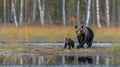 Portrait of male bear and cub with spacious area on left ideal for text accompaniment