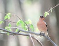 Portrait of male bird Finch sitting and singing on a branch with Royalty Free Stock Photo