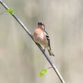 Portrait of male bird Finch sitting and singing on a branch with Royalty Free Stock Photo