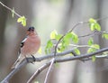 portrait of bird Finch sitting and singing on a branch in s