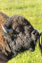 Portrait of a male bison curling lip, Yellowstone National Park, Wyoming Royalty Free Stock Photo