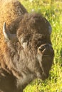 Portrait of a male bison curling lip, Yellowstone National Park Royalty Free Stock Photo