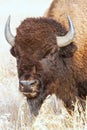 Portrait of a male bison, Grand Teton National Park, Wyoming Royalty Free Stock Photo