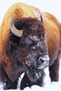 Portrait of a male bison with snow on its head during winter, Yellowstone National Park, Wyoming Royalty Free Stock Photo