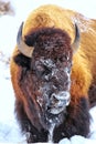 Portrait of a male bison with snow on its head during winter, Yellowstone National Park, Wyoming Royalty Free Stock Photo