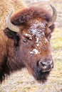 Portrait of a male bison with snow on its head during winter, Yellowstone National Park, Wyoming Royalty Free Stock Photo