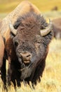 Portrait of a male bison, Yellowstone National Park, Wyoming Royalty Free Stock Photo