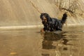 Portrait male black and gold Hovie comes from the water of the famous Prague lake