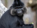 Portrait of a male Black Mangabey, Lophocebus aterrimus, with large bright cheeks Royalty Free Stock Photo