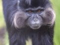 Portrait of a male Black Mangabey, Lophocebus aterrimus, with large bright cheeks Royalty Free Stock Photo