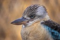 Portrait of male blue-winged kookaburra. Close -up portrait.(Dacelo leachii)