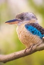 Portrait of male blue-winged kookaburra