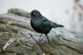 Portrait of male brewer`s blackbird