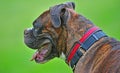 Portrait of a male brindle boxer HDR