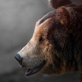 Portrait of male Brown bear Ursus arctos. Close-up side shot. Isolated on gray background Royalty Free Stock Photo