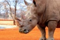 Portrait of a male bull white Rhino grazing in Etosha National park, Namibia. Royalty Free Stock Photo