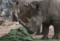 Portrait of a male bull white Rhino grazing in Etosha National park  Namibia. Wild african animals Royalty Free Stock Photo