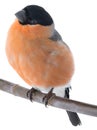 Portrait male bullfinch on a white